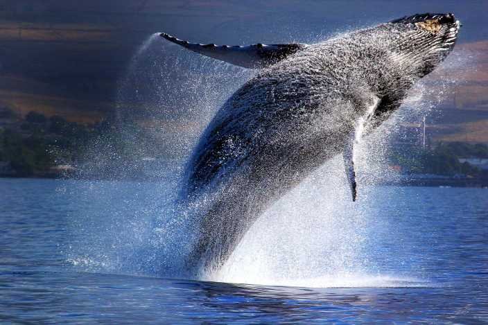 Las Terrenas Saman Whale Watching  Cayo Levantado Bacardi Island