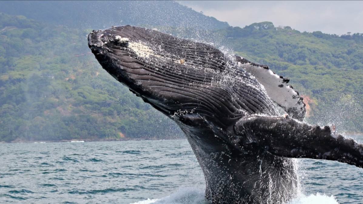 Whale Watching Saman Bay Cao Hondo Los Haitises from Samana por